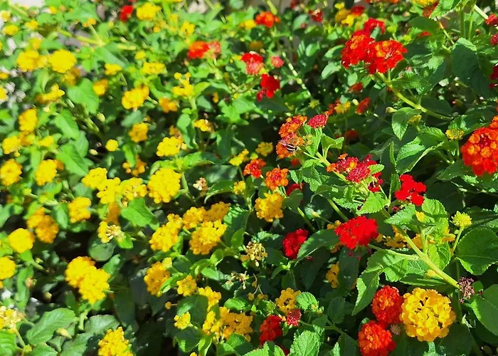 Дом отдыха Belvedere *